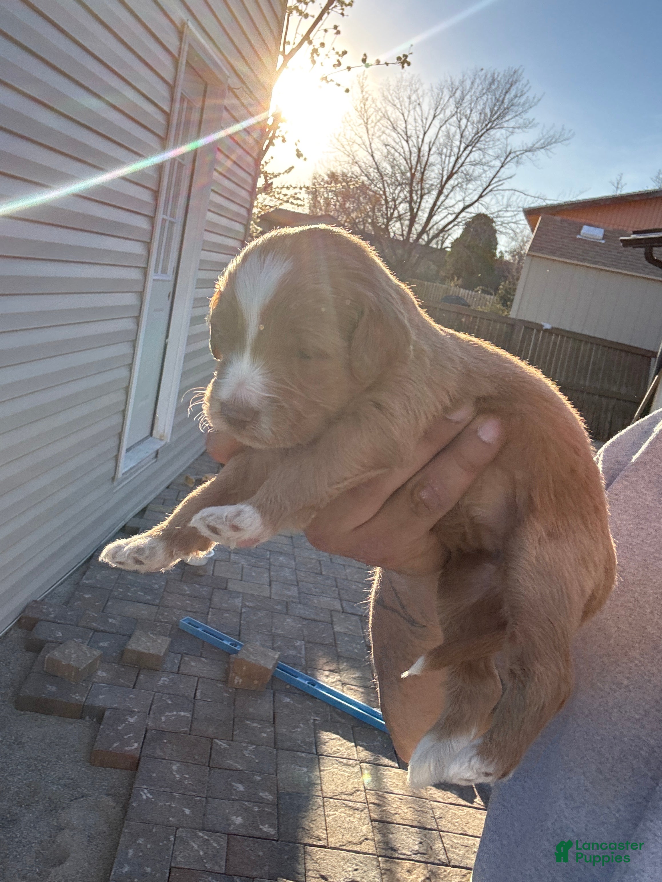 Goldendoodle dogs Goldendoodle Puppy 5 - Ad 9