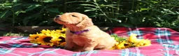 Mixed Breed dogs for sale: Mia - Irish Goldendoodle  - Ad 11