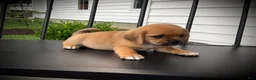 Puggle dogs for sale: Shiloh  - Ad 4