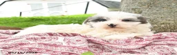 Maltipoo dogs for sale: Izzy - Ad 5