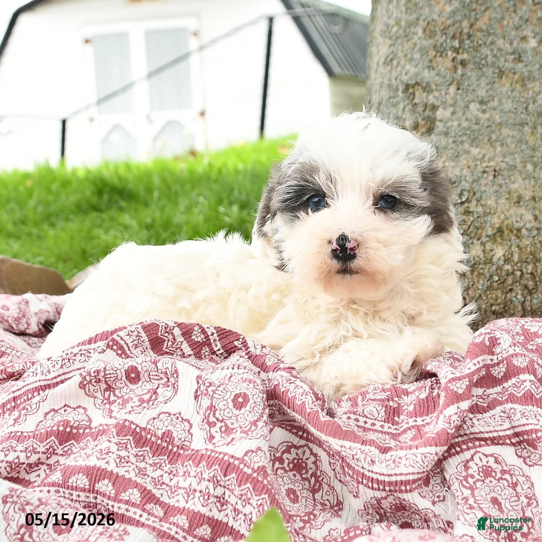 Maltipoo dogs for sale: Izzy - Ad 5