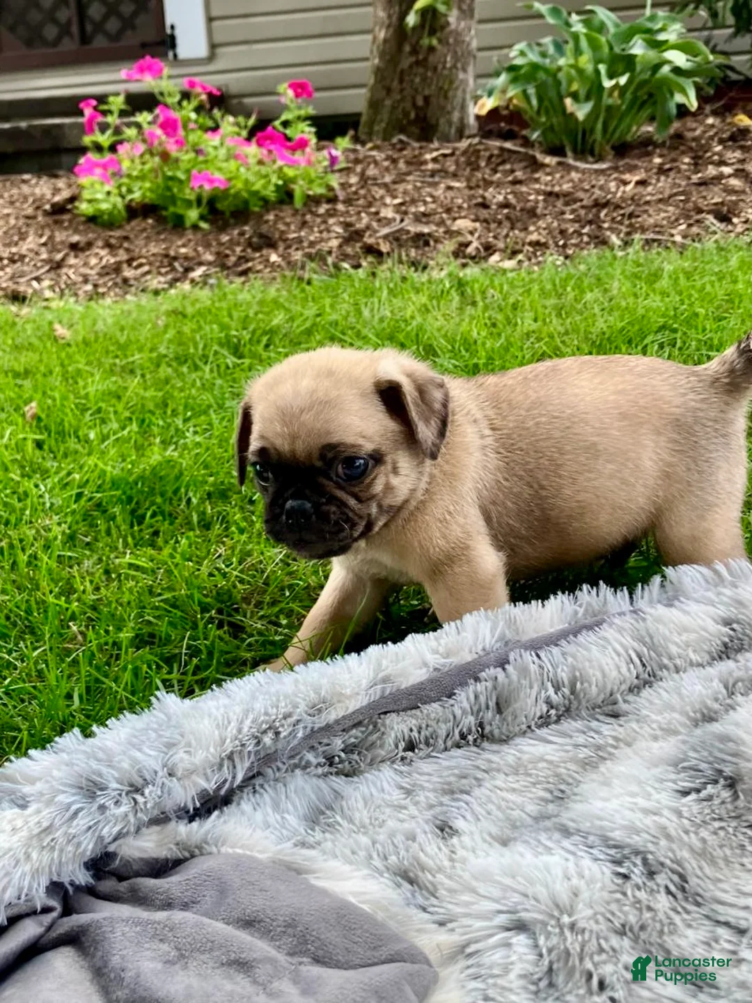 Pug dogs for sale: Joe - Ad 5