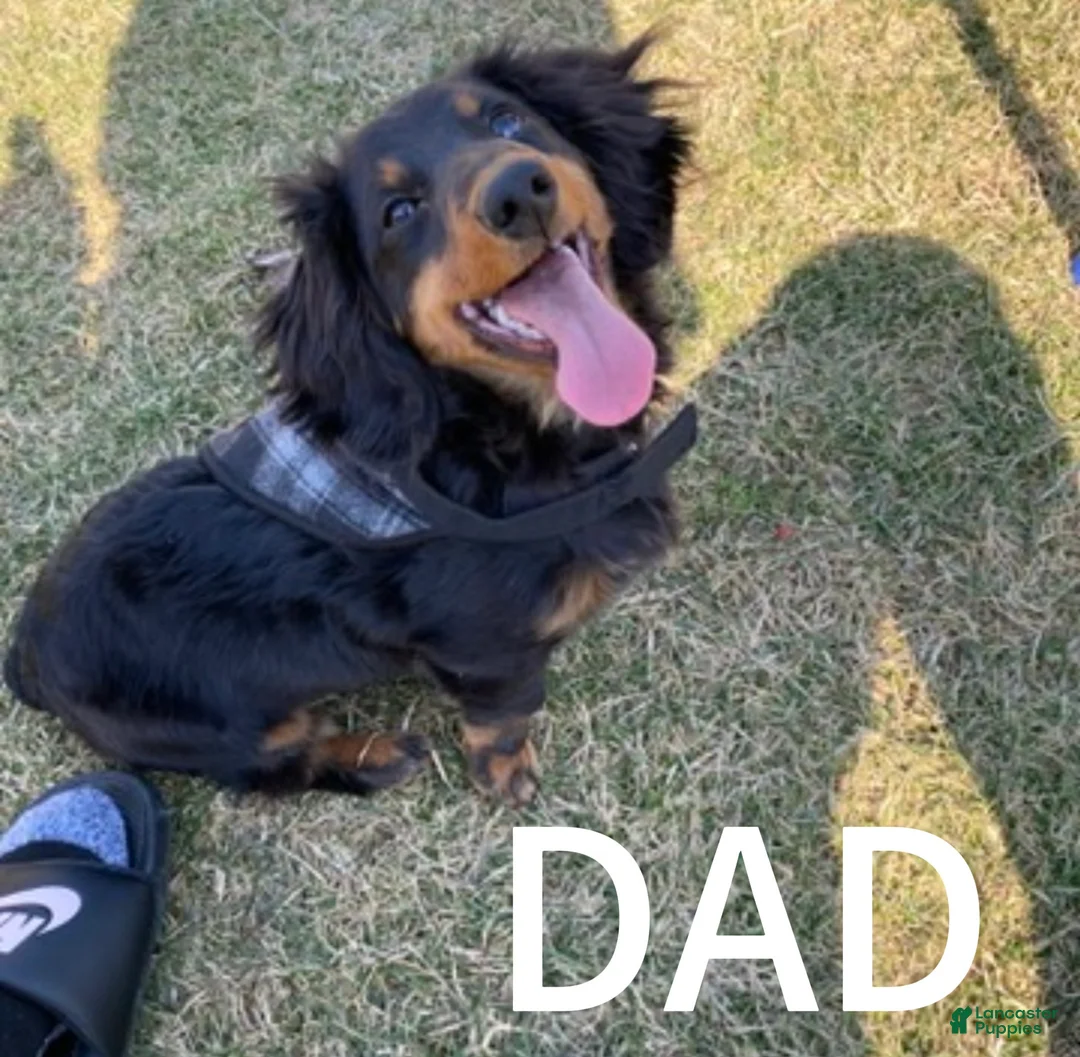 Mixed Breed dogs for sale: Mixed Breed Puppy 1 - Ad 5