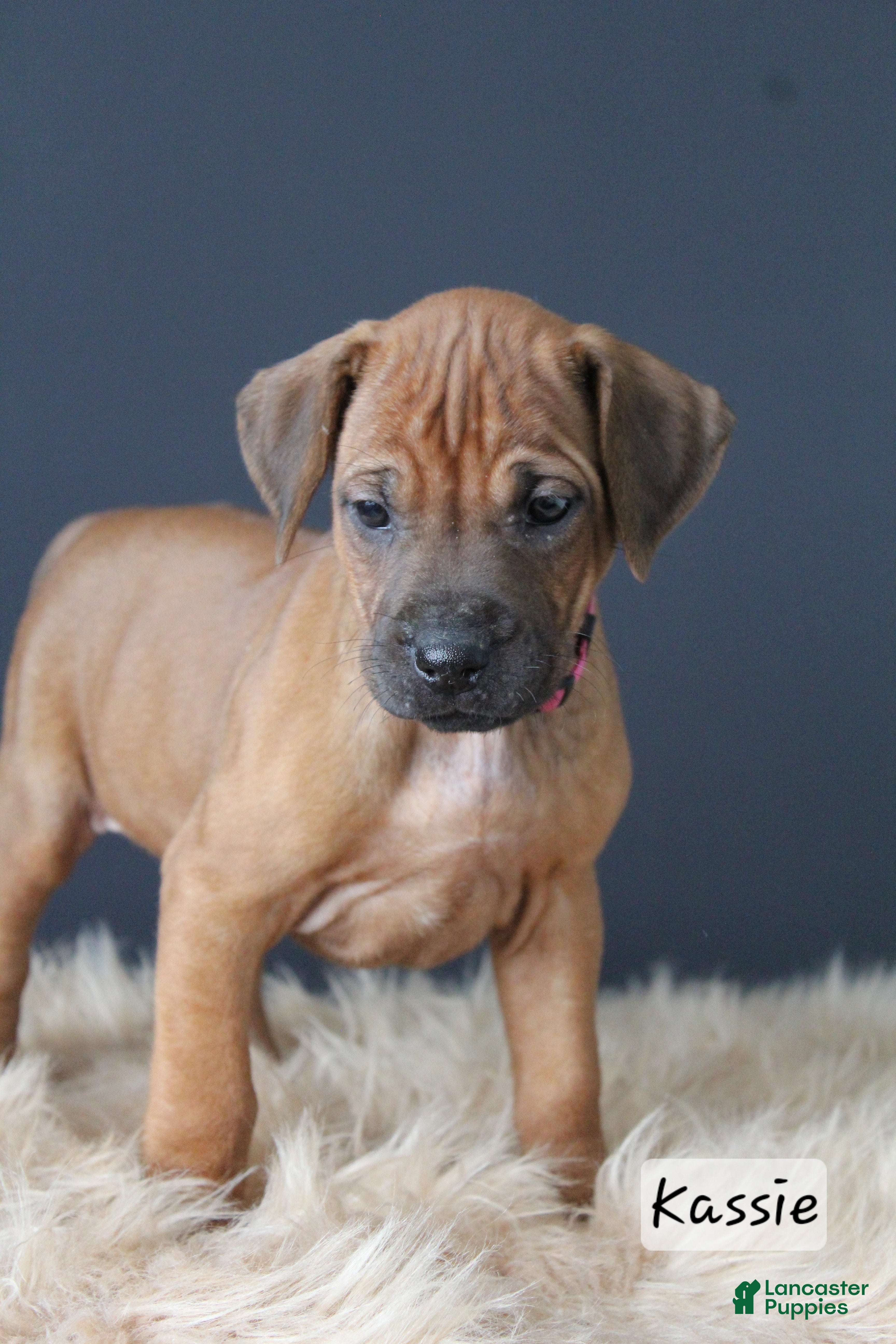Rhodesian Ridgeback dogs Kassie - Ad 1