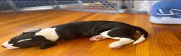 American Bully dogs for sale: American Bully 1 - Ad 4