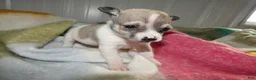 Chihuahua dogs for sale: Chihuahua Puppy 2 Rolly - Ad 4