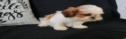 Shih Tzu dogs for sale: Buddy - Ad 13