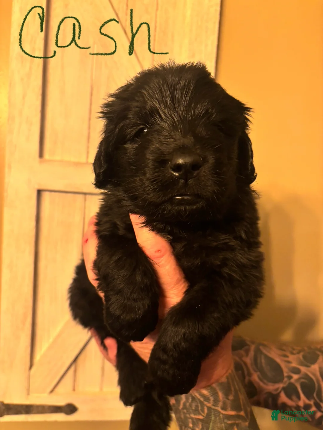 Newfoundland dogs for sale: Newfoundland Puppy 4 - Ad 8