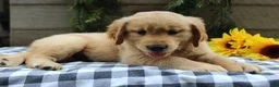 Golden Retriever dogs for sale: Stella - Ad 3