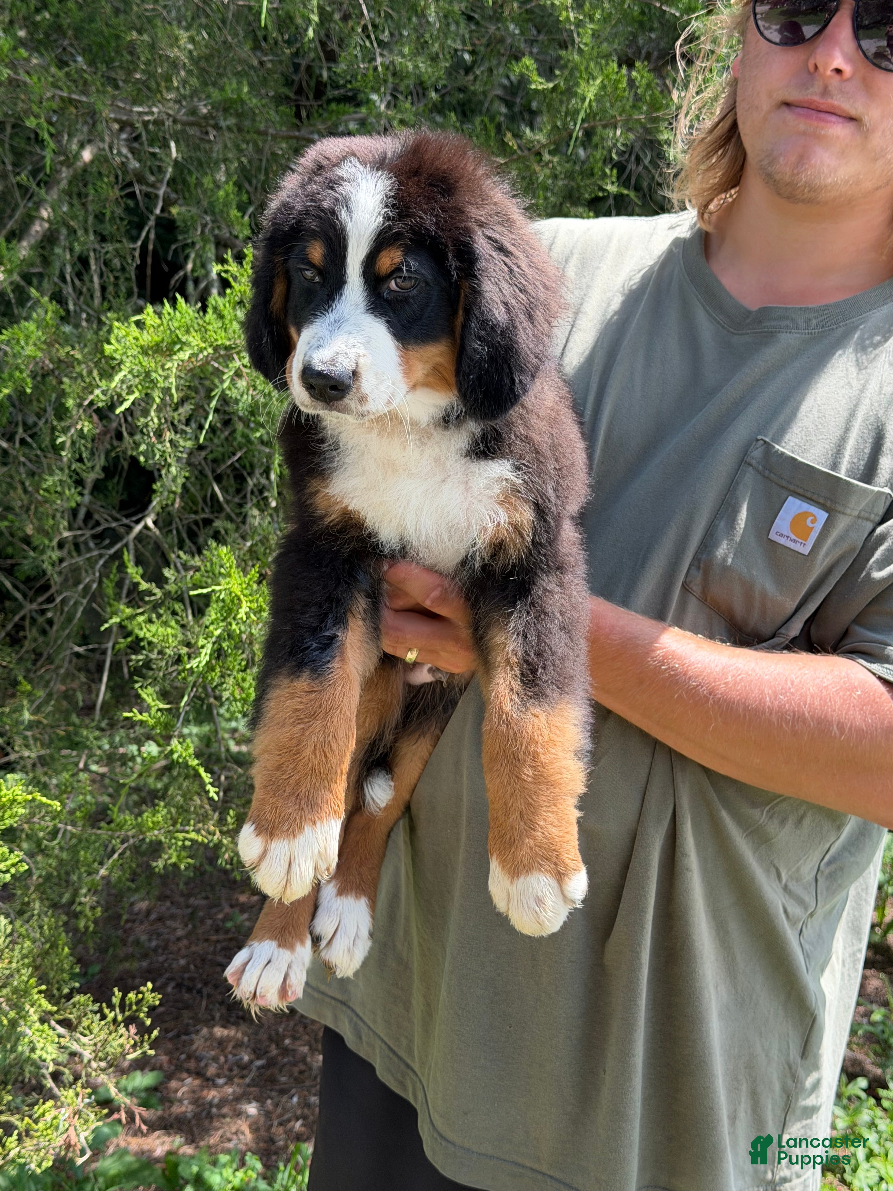 Bernedoodle dogs Jameson  - Ad 2
