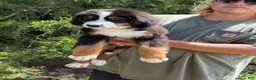 Bernedoodle dogs for sale: Jameson  - Ad 2
