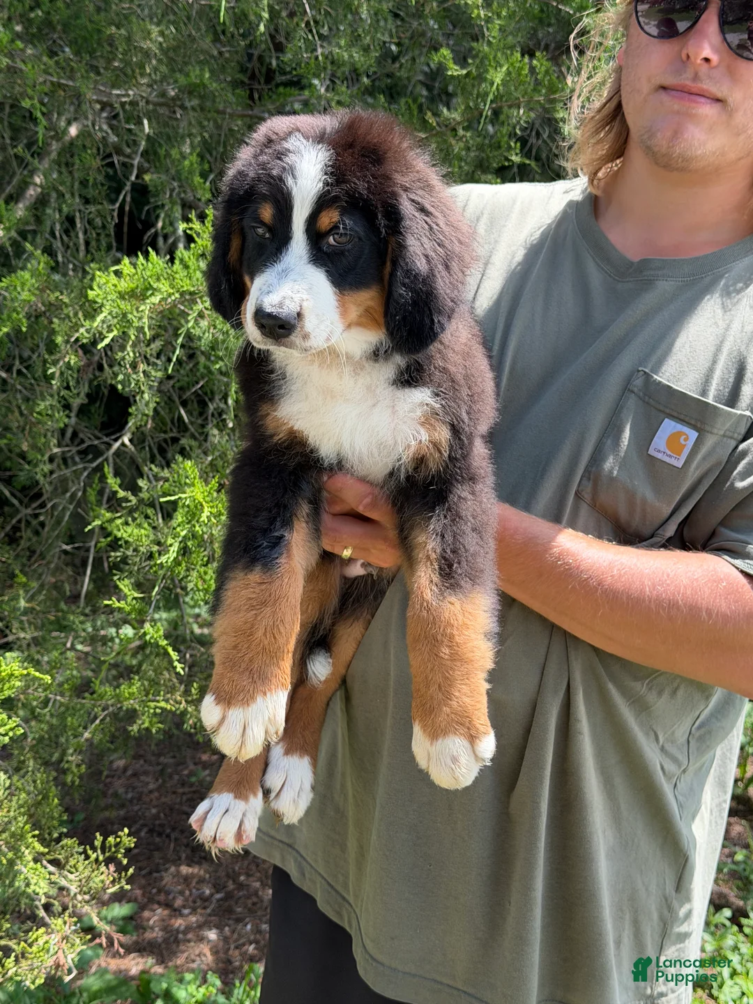 Bernedoodle dogs for sale: Jameson  - Ad 2
