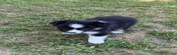 Australian Shepherd dogs for sale: Australian Shepherd Jason - Ad 5
