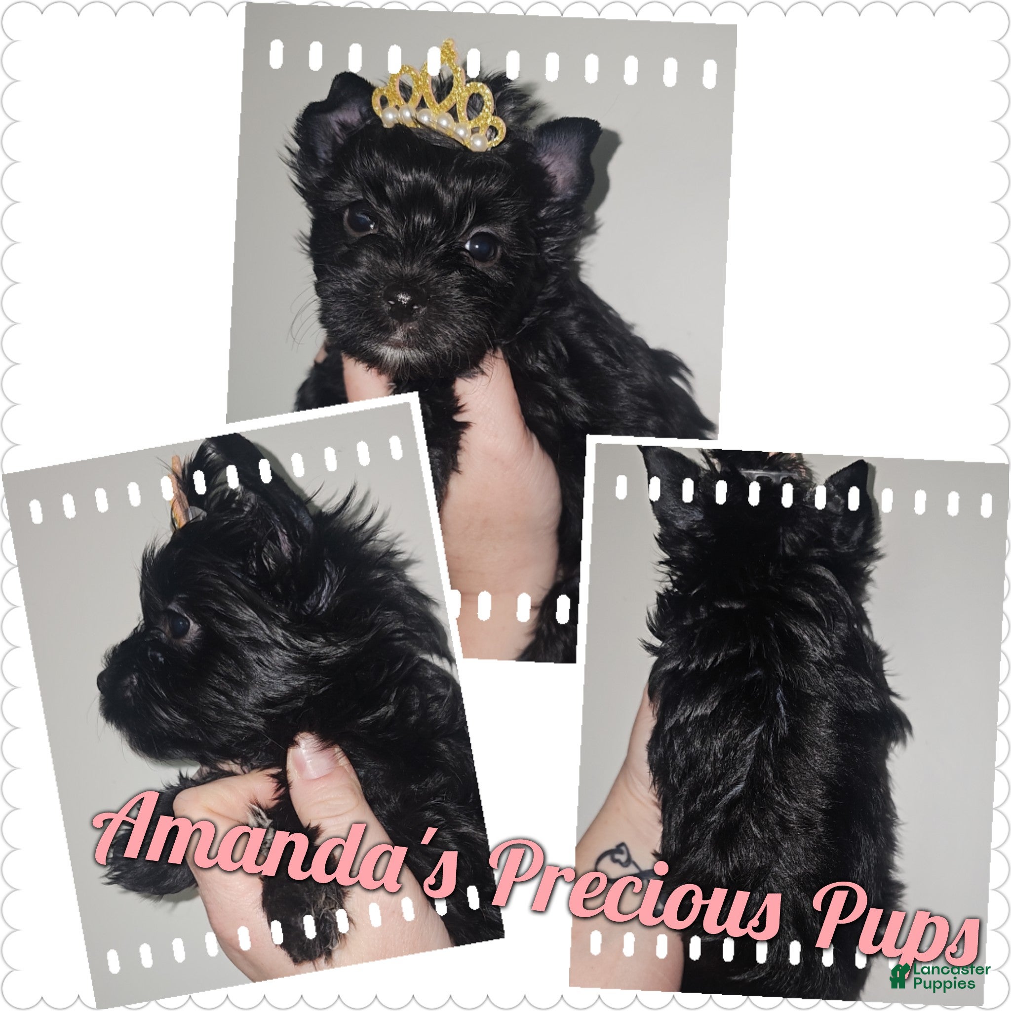 Yorkshire Terrier dogs FEMALE Yorkshire Terrier Puppy 4 - Ad 1