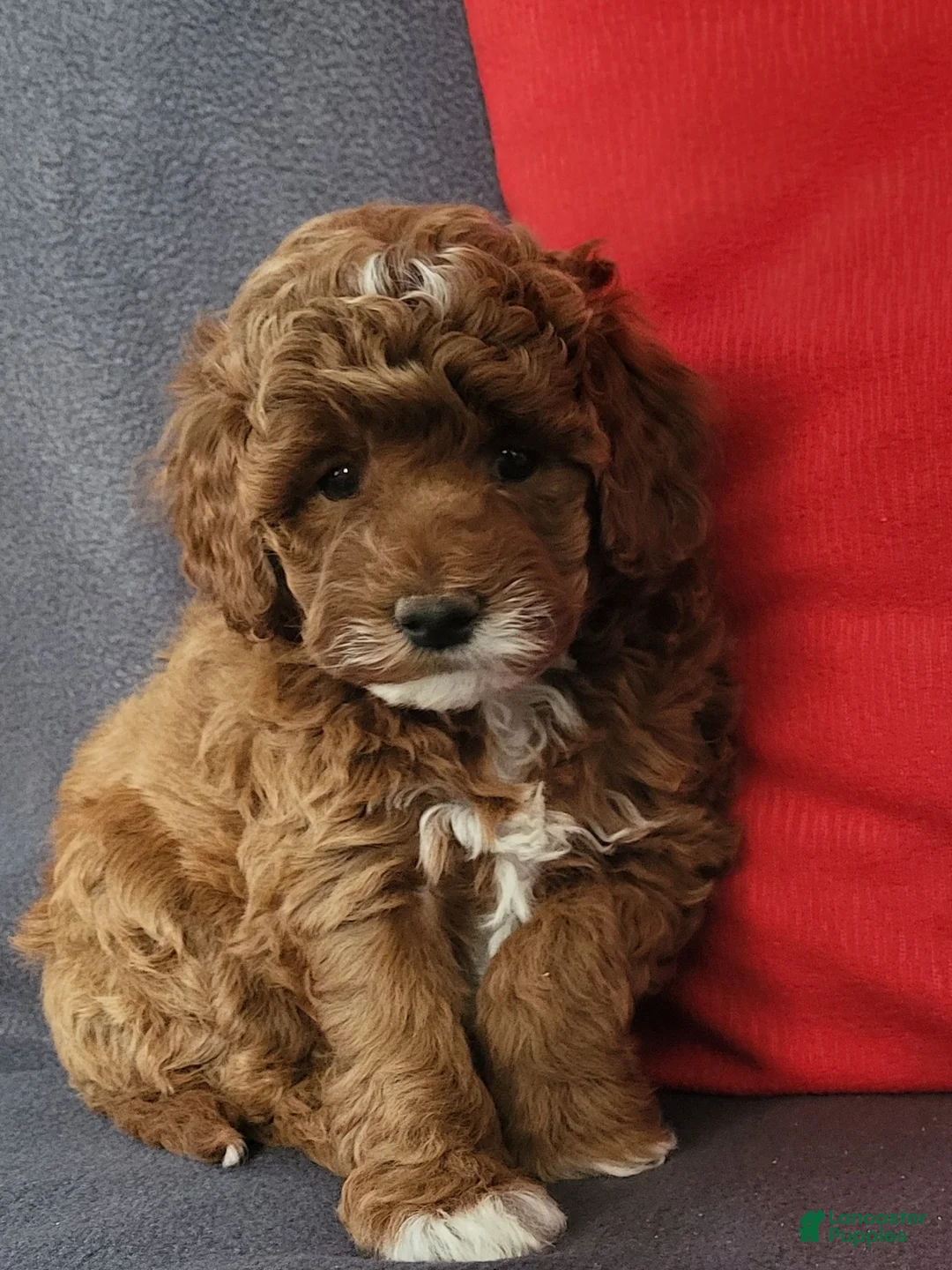 Goldendoodle dogs for sale: Ellie - Ad 6