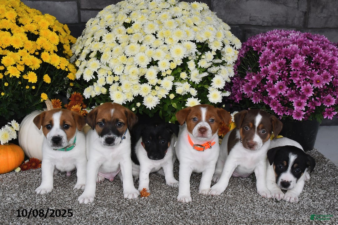Jack Russell Terrier dogs for sale: Sierra - Ad 4