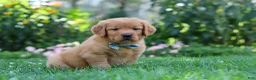 Golden Retriever dogs for sale: Hudson - Ad 4