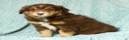 Australian Shepherd dogs for sale: Connie - Ad 8