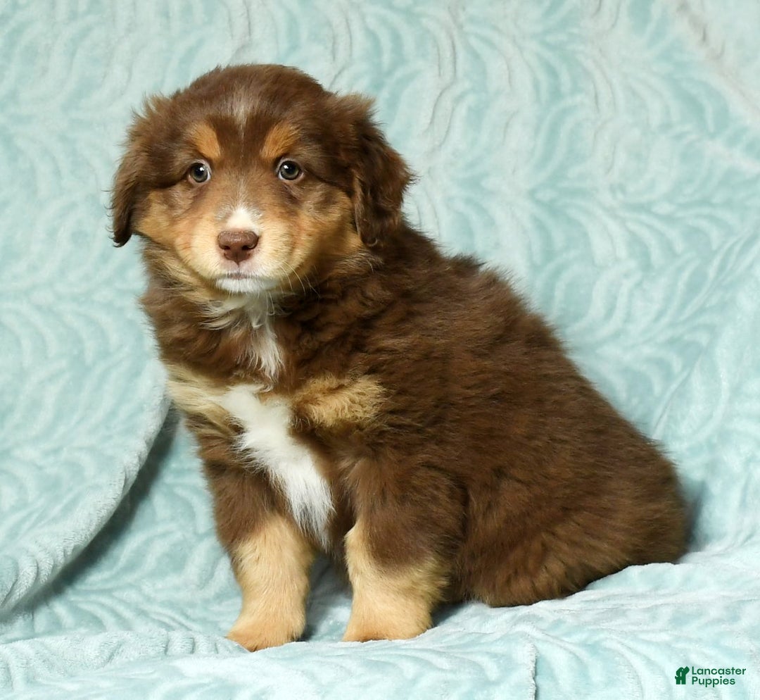 Australian Shepherd dogs for sale: Connie - Ad 8