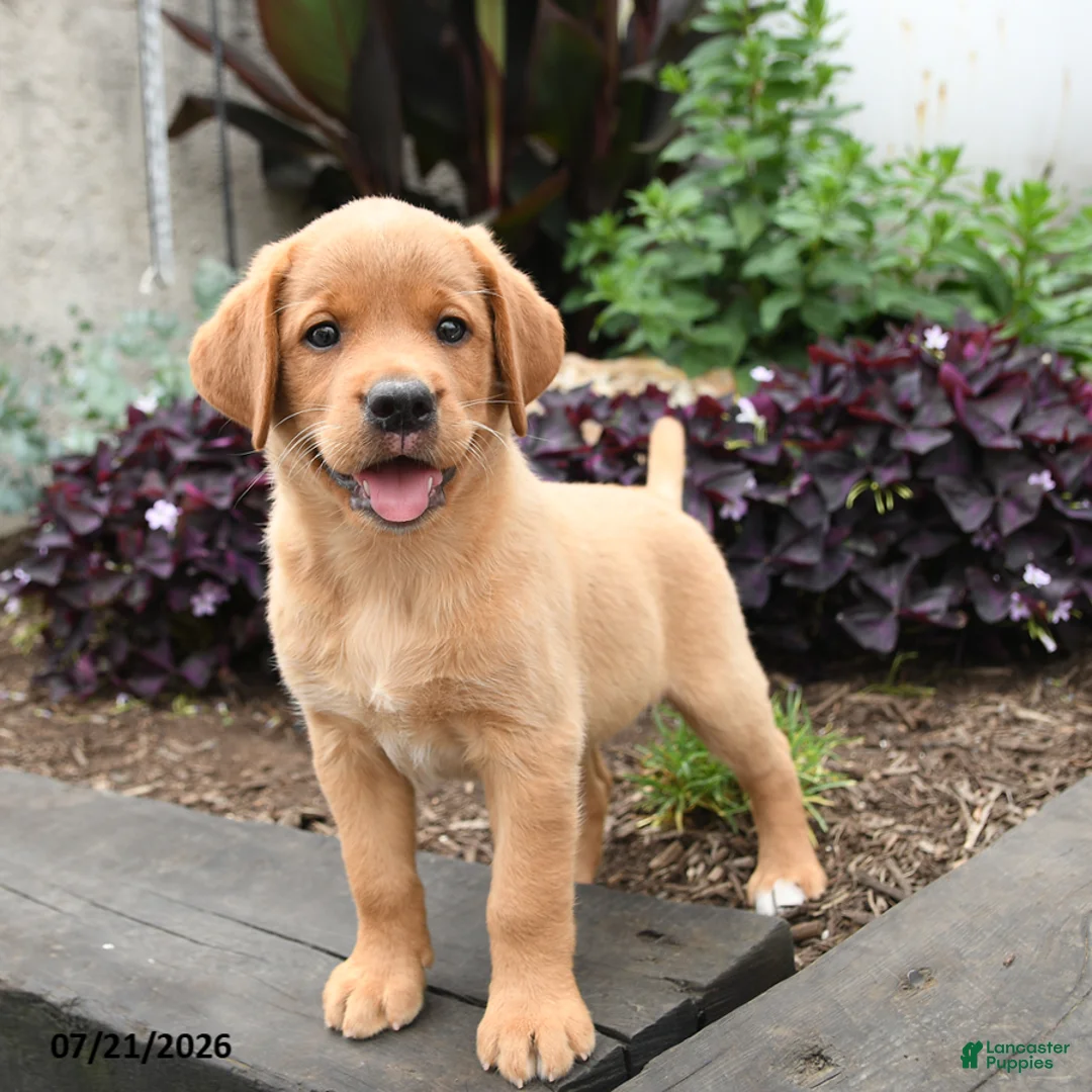 Labrador Retriever dogs for sale: Robin - Ad 2