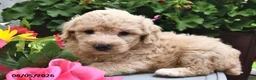 Miniature Poodle dogs for sale: Chewy  - Ad 7
