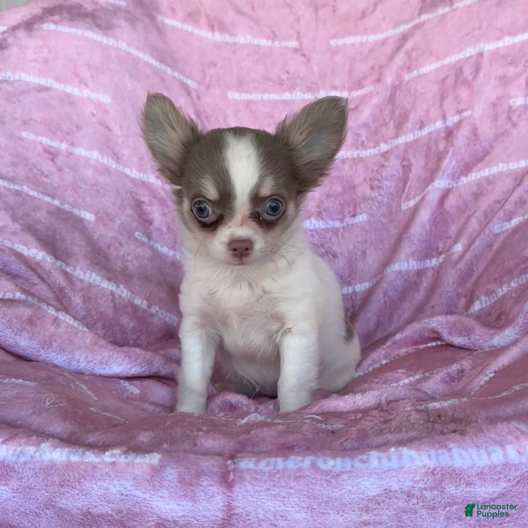 Chihuahua dogs for sale: Tiny Izzy Lavender LC - Ad 5