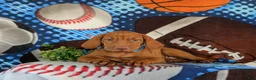 Vizsla dogs for sale: Tyson - Ad 6