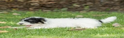 Miniature Poodle dogs for sale: Spike Miniature Poodle  - Ad 3