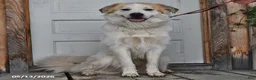 Mixed Breed dogs for sale: Samuel - Ad 5