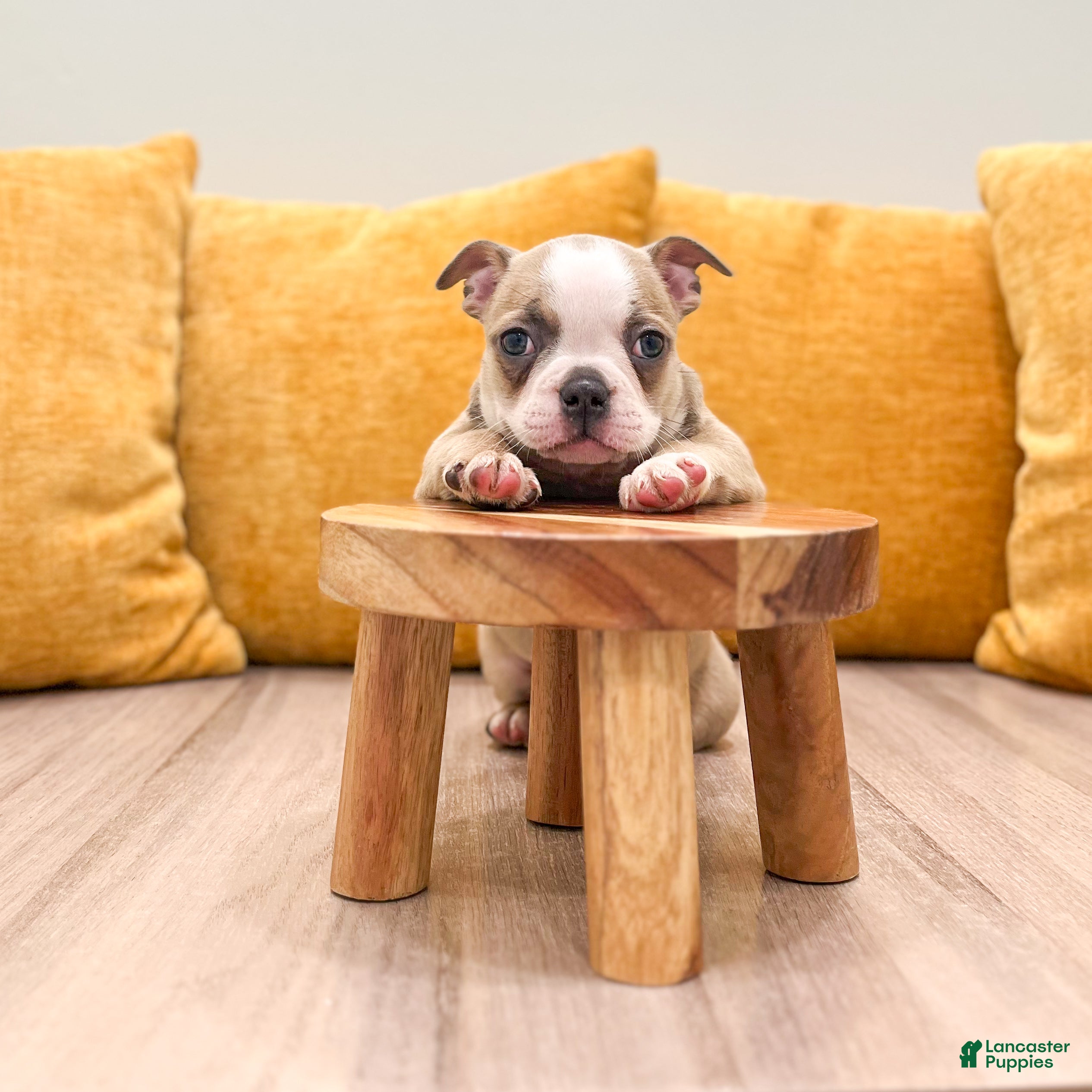 Boston Terrier dogs Amber - Ad 2