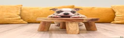 Boston Terrier dogs for sale: Amber - Ad 2