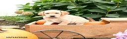 Labrador Retriever dogs for sale: Terry - Ad 4