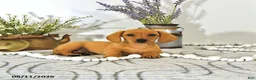 Miniature Dachshund dogs for sale: Oscar - Ad 4