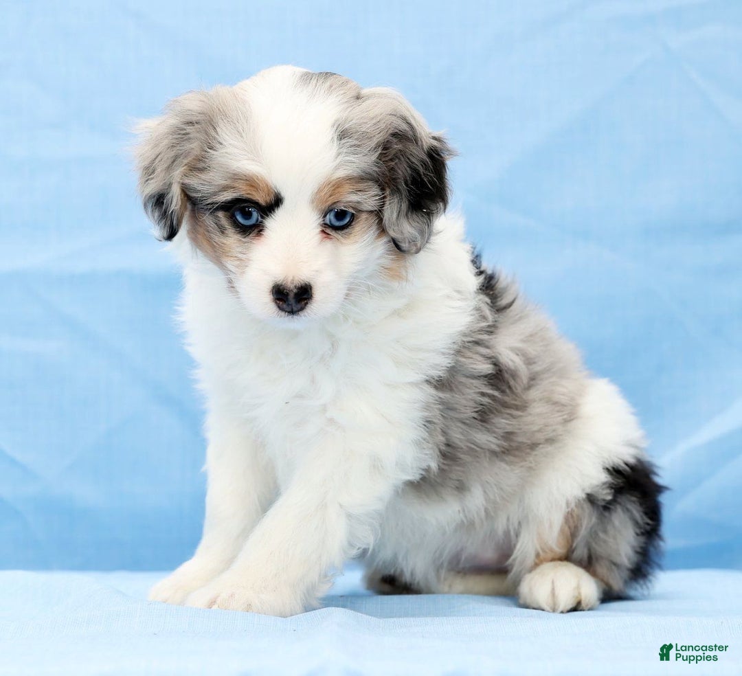 Mini Aussiedoodle dogs for sale: Winnie - Ad 3