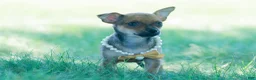 Chihuahua dogs for sale: Jupiter - Ad 4