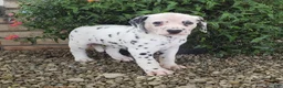 Dalmatian dogs for sale: Stella - Ad 2