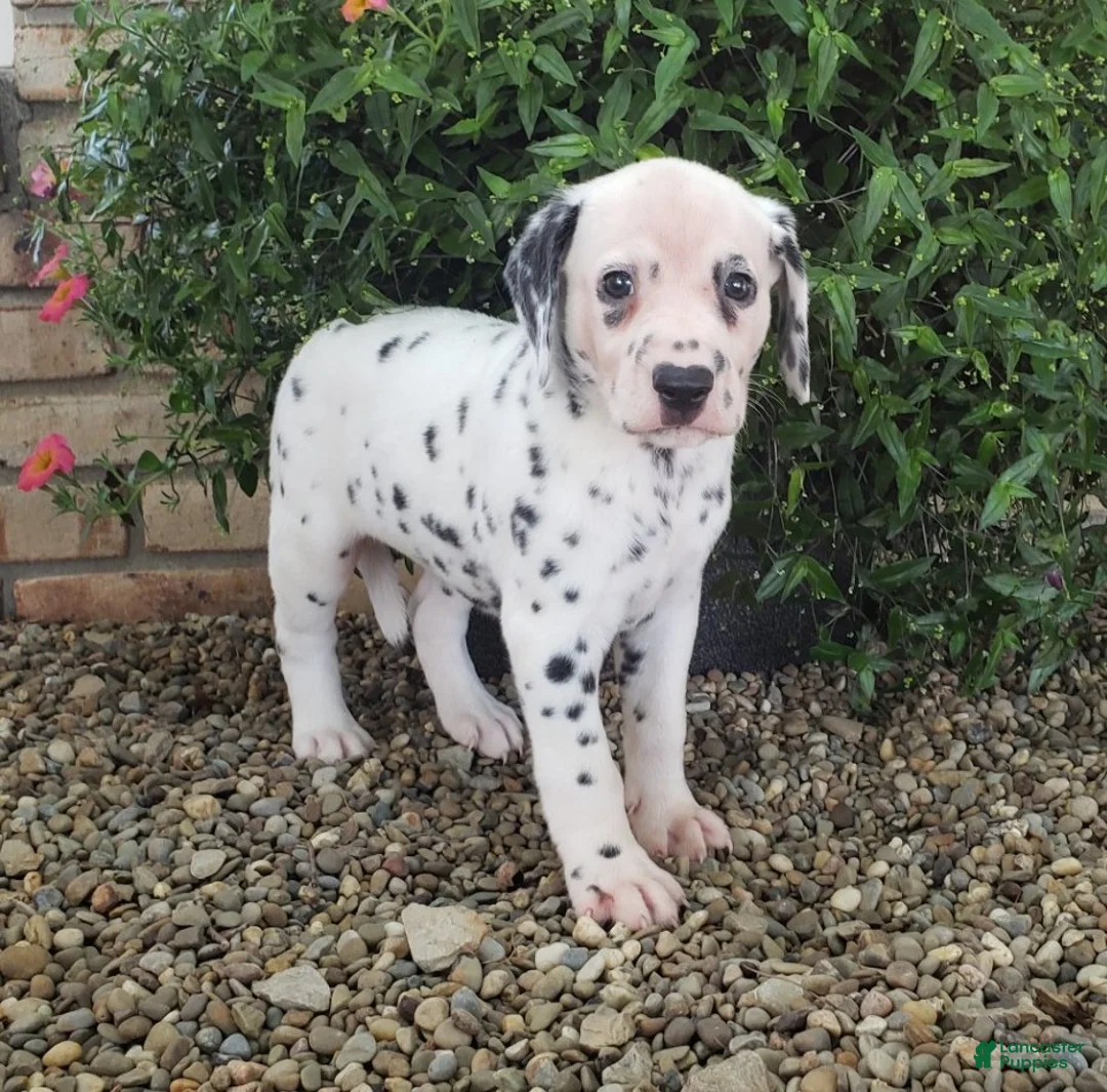 Dalmatian dogs for sale: Stella - Ad 2