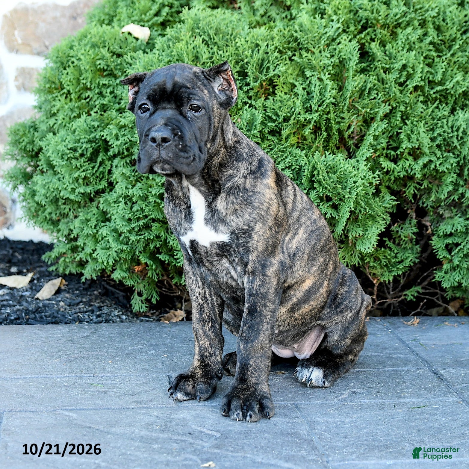 Cane Corso dogs Lyrica - Ad 1