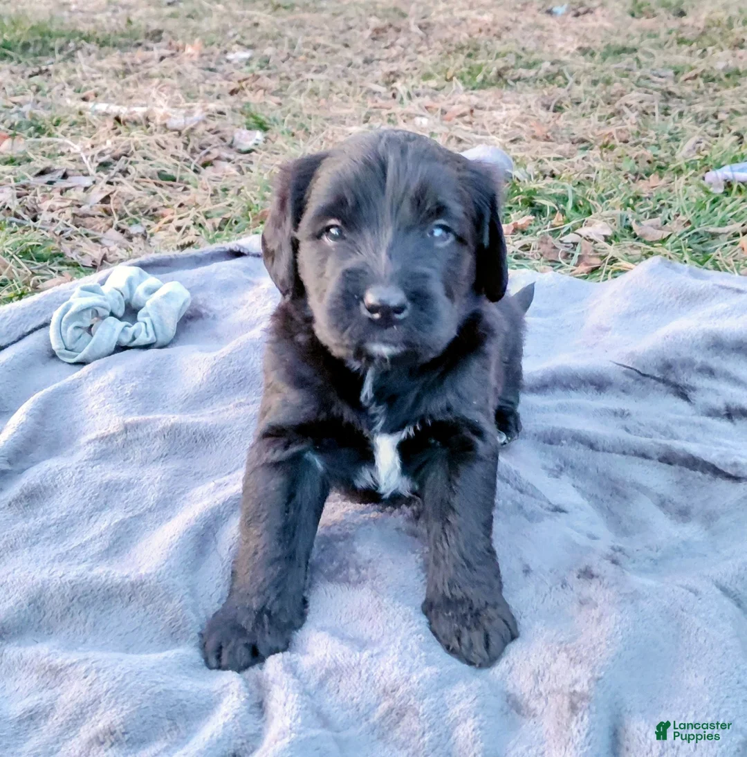 Mini Goldendoodle dogs for sale: Mini Goldendoodle JOJO - Ad 4