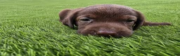Labrador Retriever dogs for sale: Lucy - Ad 5