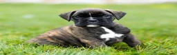 Boxer dogs for sale: Lonnie Boxer Puppy  - Ad 2