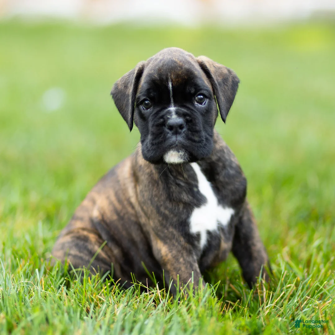 Boxer dogs for sale: Lonnie Boxer Puppy  - Ad 2