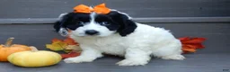 Cockapoo dogs for sale: Molly - Ad 6