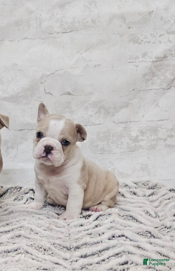 Mixed Breed dogs Mixed Breed Puppy 9 - Ad 42