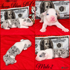 American Pit Bull Terrier dogs for sale: Platinum White Blue Merle Puppy 2 - Ad 6