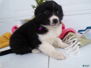 Border Collie dogs for sale: Border Collie Puppy 2 Poloma - Ad 4