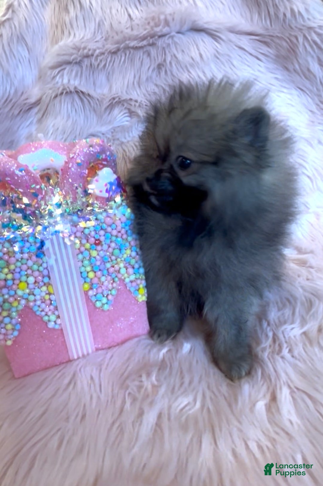Pomeranian dogs for sale: Penny AKC Registered FULL RIGHTS - Ad 25