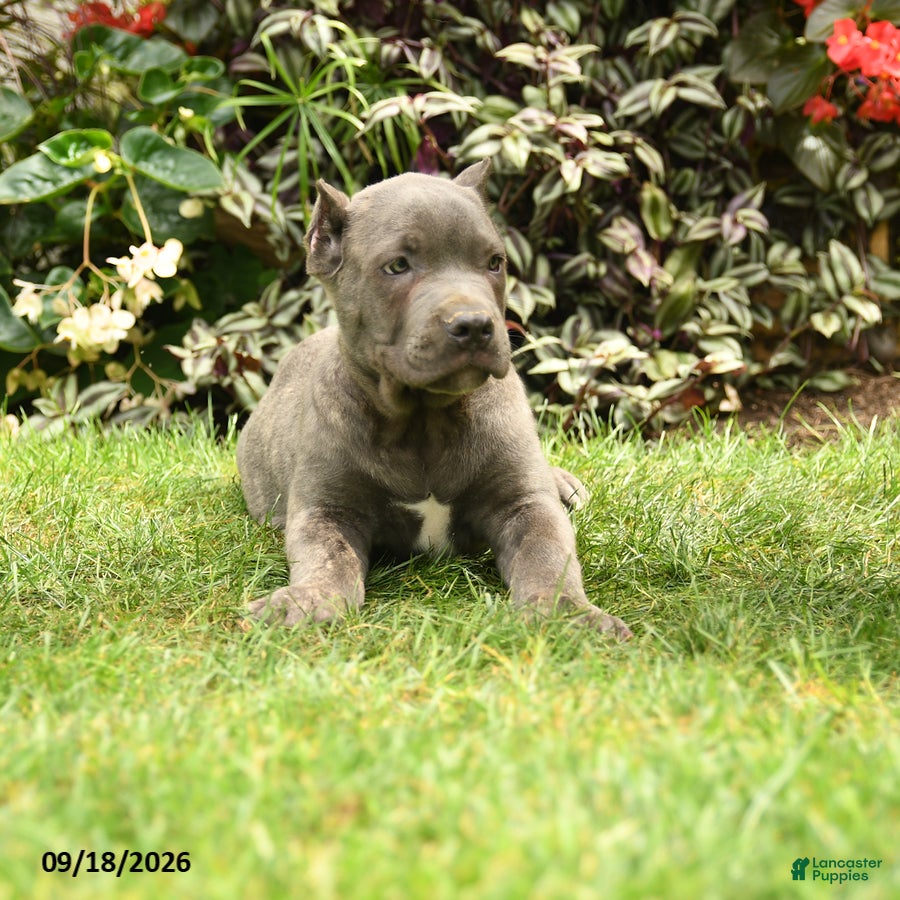 Cane Corso dogs Mason  - Ad 2