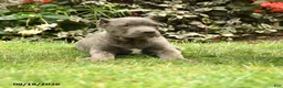 Cane Corso dogs for sale: Mason  - Ad 2