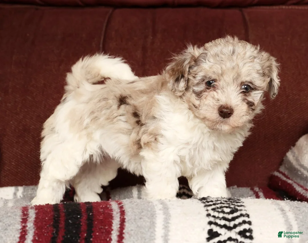 Havapoo dogs for sale: Bella - Ad 2